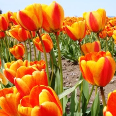 Molly Nolan Photo 17