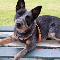 Jeffrey Pyle Photo 36