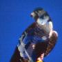 Blue Falcon Photo 11