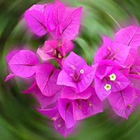 Angela Triplett Photo 9