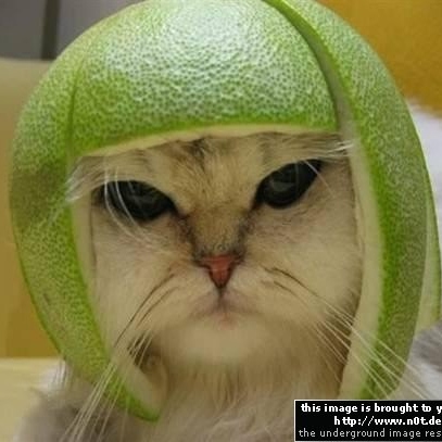 Joseph Cotter Photo 26