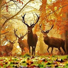 James Higdon Photo 46