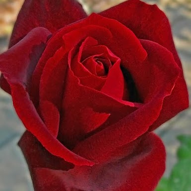 Jo Peterson Photo 20