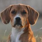 Robert Gard Photo 38