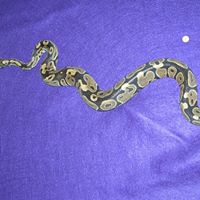 Jacques Gilmore Photo 2