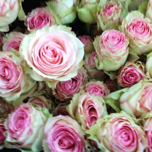 Debbie Mclean Photo 33