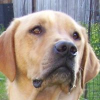 Henry Harvey Photo 23