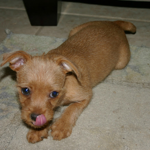 Bonnie Pratt Photo 11