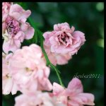 Julie Lester Photo 4