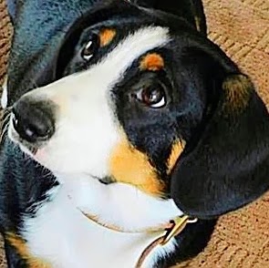 Sue Todd Photo 39 Sue Todd Photo 39