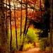 Judi Parks Photo 11