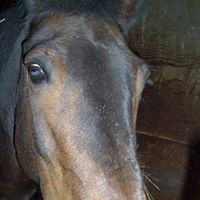 Sally Phipps Photo 5