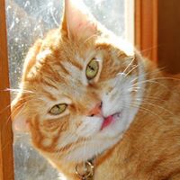 Ginger Goodrich Photo 7