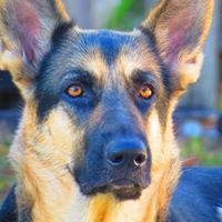 Chris Johansen Photo 35