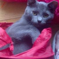 Casey Simon Photo 14