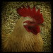 Jerry Cluck Photo 11