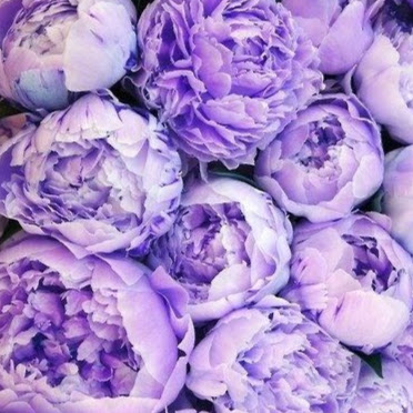 Alexis Roberson Photo 22