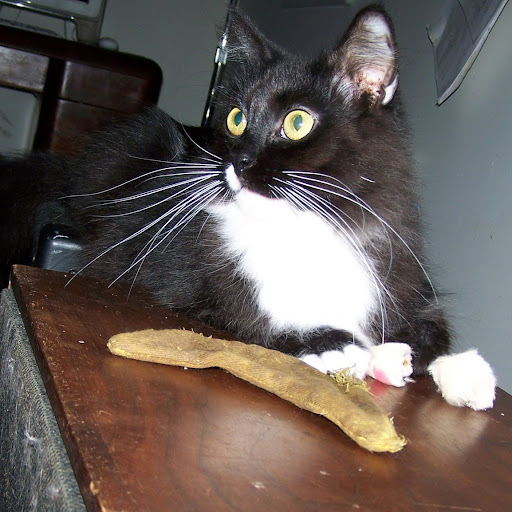 Annette Forbes Photo 5