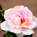 Rose Kauffman Photo 14