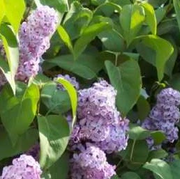 Julie Simmons Photo 8 Julie Simmons Photo 8