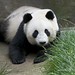 Grant Lin Photo 16