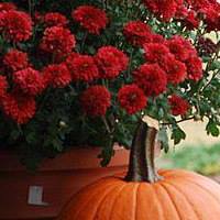 Doris Carter Photo 9