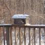 Connie Mccarty Photo 24