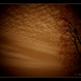 Carrie Cox Photo 26
