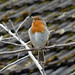 Robin Henley Photo 15
