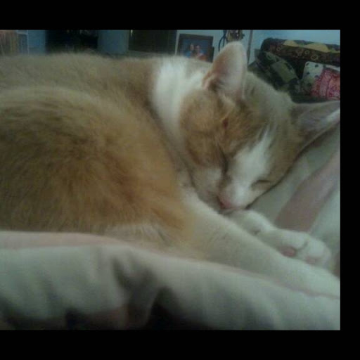 Traci Fletcher Photo 25