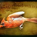 Renee Meadows Photo 15