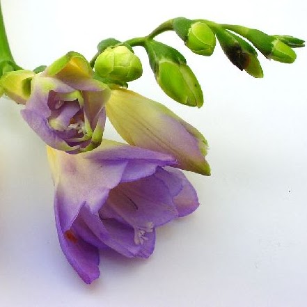 Teresa Palmer Photo 7