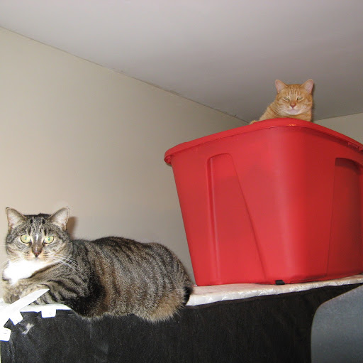 Debbie Joyner Photo 3