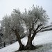 Angie Snow Photo 34