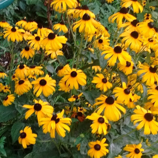 Lisa Jacques Photo 15