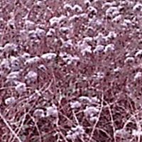 Janet Masters Photo 16