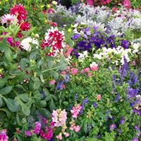 Dolores Baughan Photo 1