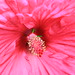 David Fleming Photo 23