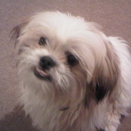 Tracey Fletcher Photo 28