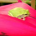 Janet Elmore Photo 26