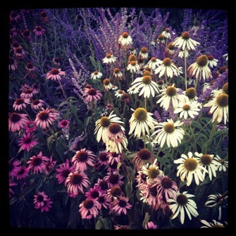 Erica Daniels Photo 17