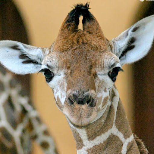 Cyndi Romero Photo 5