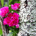 Rose Webster Photo 9
