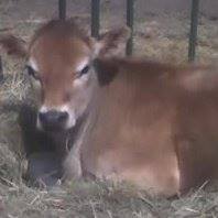 Michelle Shelley Photo 43