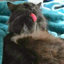 Amy Battaglia Photo 6