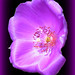 Nancy Argo Photo 18