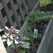 Cindy Herb Photo 21