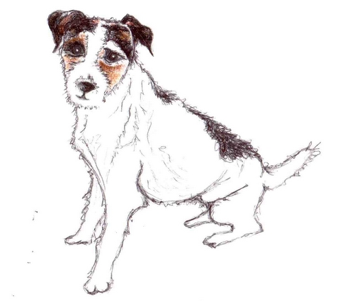 Jack Russell Photo 36