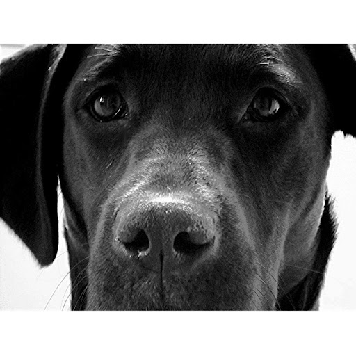 Joseph Peters Photo 22 Joseph Peters Photo 22