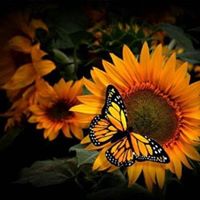 Michelle Mcgrady Photo 15